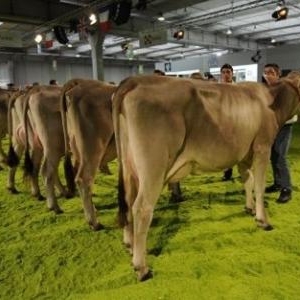 fieragricola (2)